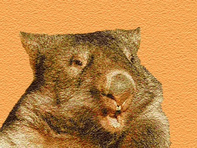 Web-Wombat